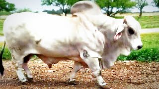 Grey Brahmans going to the pasture to meet the cows  JD Hudgins Ranch [upl. by Pravit797]