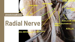 Radial Nerve  learn within 10 minutes easy and interesting clinical anatomy medicineallinone1183 [upl. by Iniffit100]