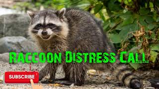 Predator Hunting Call  Raccoon Distress  5 Mins  Free Download [upl. by Nilrac]