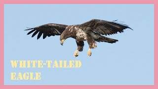 Sea white tailed eagle sound effect and call [upl. by Halueb]