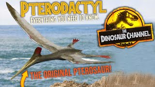 What Was The Pterodactyl  The Dinosaur Channel [upl. by Blainey168]