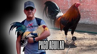 Paco Aguilar  Black Rooster Farm II [upl. by Mcroberts]