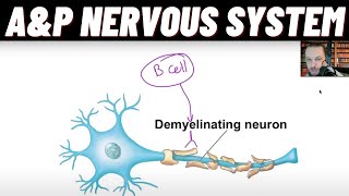 Oligodendrocytes vs Schwann Cells GuillainBarré Syndrome amp Multiple sclerosis MS Demyelination [upl. by Ardek852]