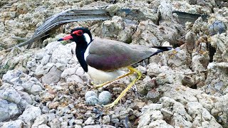 Lapwing Bird Playfully Tossing Rocks While Guarding Eggs – Birds Nest Built on a Rocky Hill E226 [upl. by Aliemaj350]