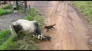 Dog vs Cow fight Angry Dogs [upl. by Koslo244]