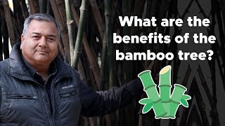 What are the benefits of the bamboo tree [upl. by Ennovahc]