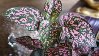 Hypoestes Pink Polka Dot Plant Care and Propagation [upl. by Kcirdla190]