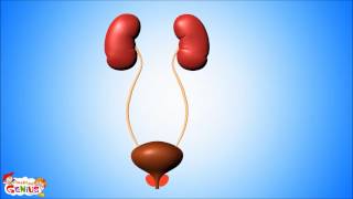 Urinary System Video for Kids [upl. by Jeniece245]