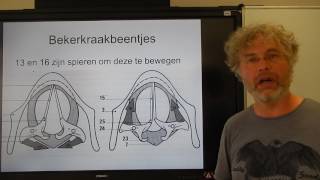 Biologie HV OB De Stembanden en het strottenhoofd [upl. by Gladstone]