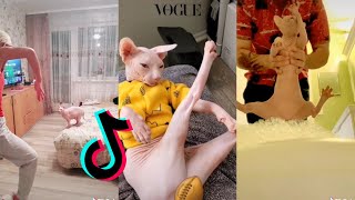 Funny Sphynx Cat😹 HAIRLESS CAT TIKTOK COMPILATION Part 2 [upl. by Bohon]