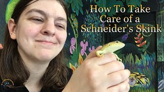 How to Take Care of a Schneiders Skink [upl. by Bourn]