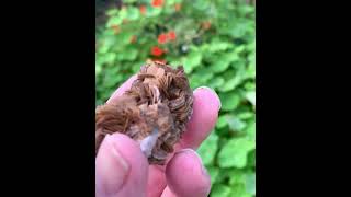 Siderite from the Carn Brea Mine Redruth Cornwall [upl. by Nivled]