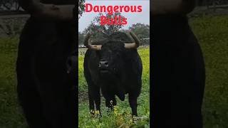 Bulls Voice shorts youtubeshorts Bulls Sounds dangerous Bull [upl. by Opiak858]