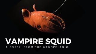 The Vampire Squid a Living Fossil of the Abyss [upl. by Sexton]