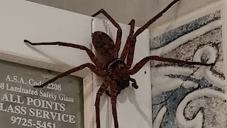 Австралийски паяк гигант в Сидни Giant Huntsman spider from Australia [upl. by Schriever]