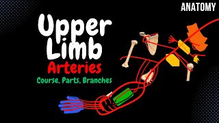 Arteries of the Upper Limb Branches Scheme [upl. by Kcirdled804]