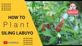 3 Simple Steps in planting siling labuyofarmer paano kikita Ng milyon sa siling labuyoTeacherChris [upl. by Giraud114]