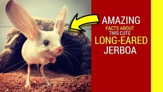 Long eared Jerboa facts for kids Amazing facts about cute Jerboa baby pet [upl. by Jovita]