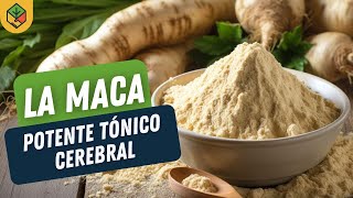 BENEFICIOS de la MACA ENERGIZANTE natural para el CEREBRO [upl. by Ayekin882]