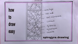 how to draw spirogyra celldraw spirogyra cell diagram [upl. by Lefkowitz]