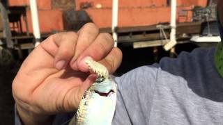 A Fishs Worst Nightmare Tongue Eating Louse Cymothoa Exigua Latches On To Baitfish [upl. by Nirual105]