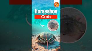 Horseshoe Crab shorts [upl. by Lesly378]