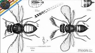 Malattie agrumi  Minatrice serpentina Phyllocnistis citrella Marco Beconcini trattamento agrumi [upl. by Kamillah]