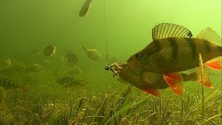 Fishing experiment Perch amp worm rare underwater footage of catching fish in clear water [upl. by Maxey]