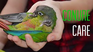 HOW TO  CARE FOR A GREEN CHEEK CONURE [upl. by Nnayram]