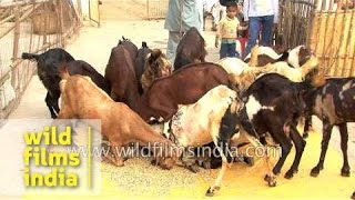 Goat farming in India [upl. by Lig229]