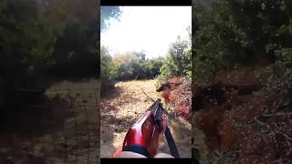 великолепный кадр кабана hunting cinghiale chasse wildboar охота [upl. by Ahsha375]