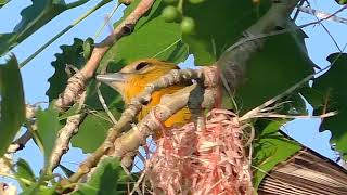 Baltimore Oriole Nest [upl. by Omar753]