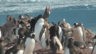 Gentoo Penguins Neko Harbour [upl. by Gerfen]