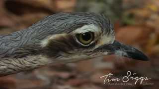 Bush Stone Curlew  Burhinus grallarius  HD Video Clip 1 Australian Bird Media [upl. by Enram]