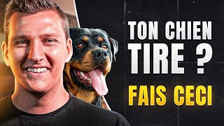 Comment apprendre le rappel a son chien efficacement [upl. by Monk]