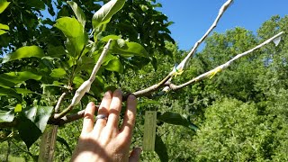 Grafting Multiple Apple Varieties On A Single Tree [upl. by Delgado432]