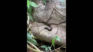 Meet the Spirostreptus 🌿  Natures Beauty in Krong Kep Cambodia 🇰🇭 [upl. by Molahs]