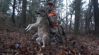 New England 17 HMR Coyote hunt  Connecticut Double called in [upl. by Edmonds]