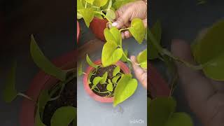 neonpothos howtogrow bushier pothos pothosplant shortvideo [upl. by Dazhahs]