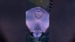 Stingray in Aquarium manta rays [upl. by Judi]