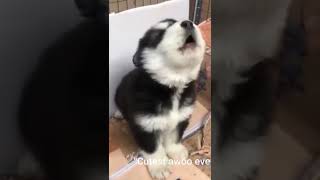 This Baby Husky Howling and Barking Like Crazy Is the CUTEST Thing Ever [upl. by Helbona]