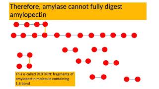 Amylose and Amylopectin Chemical Digestion [upl. by Nomannic]