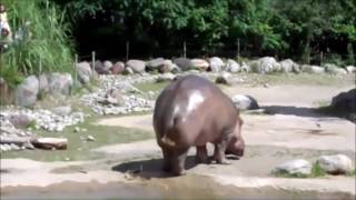 Giant Hippo Fart Slow mo [upl. by Yttam]