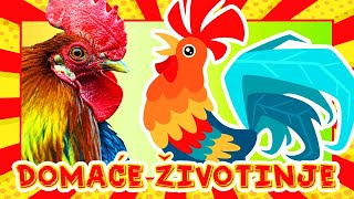 Domaće životinje i njihovo glasanje 🐄🐖 Edukativni video za djecu uz videozapise pravih životinja [upl. by Olimreh]