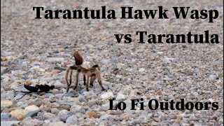 Tarantula Hawk Wasp  Pepsis  vs Tarantula [upl. by Gniw167]