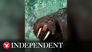 Walrus whistles as he plays in water at aquarium [upl. by Hawk]