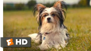 A Dogs Journey 2019  Boss Dogs Trick Scene 810  Movieclips [upl. by Latouche58]