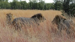 Lions fighting Sekekama and TornNose vs Two Moremi [upl. by Philipps]