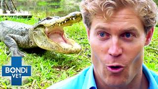 Brave Vet Stitches Up HUGE Gators Wounds 😱 Bondi Vet To The Rescue [upl. by Shugart]