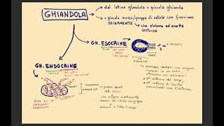 2 GHIANDOLE ESOCRINE vs ENDOCRINE [upl. by Boccaj]